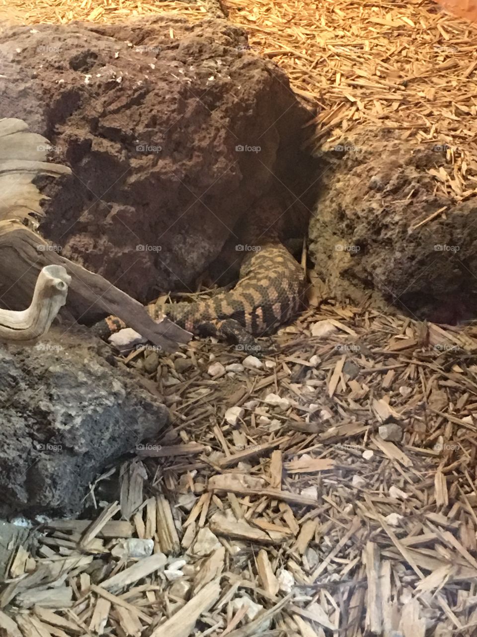 Nature, No Person, Ground, Wood, Desktop