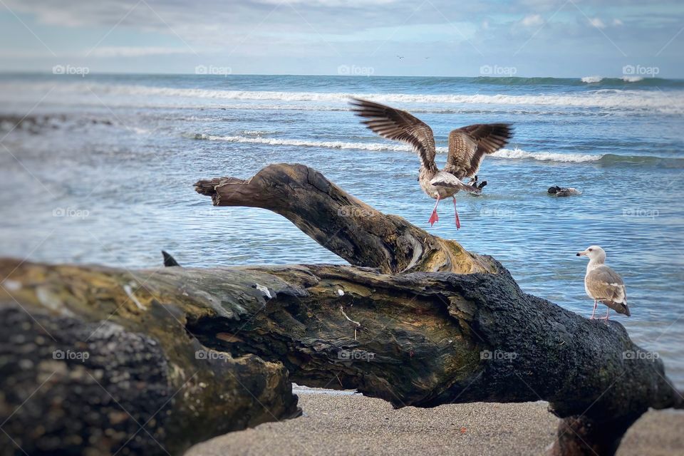 Spectacular Birds, Driftwood On the Beach