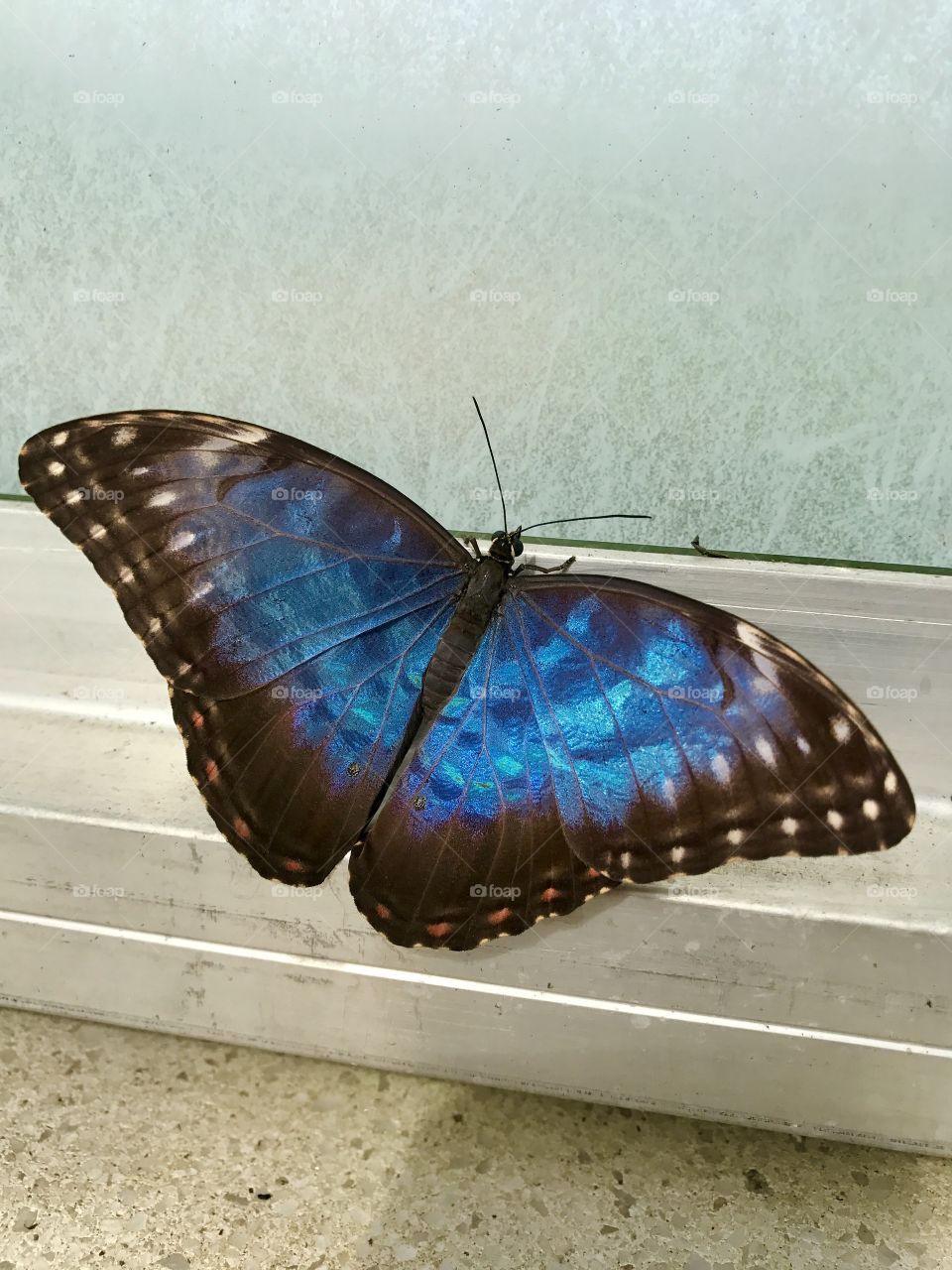 Blue Butterfly