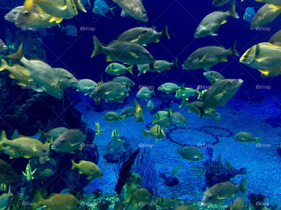 Aquarium. Epcot at Walt Disney World
