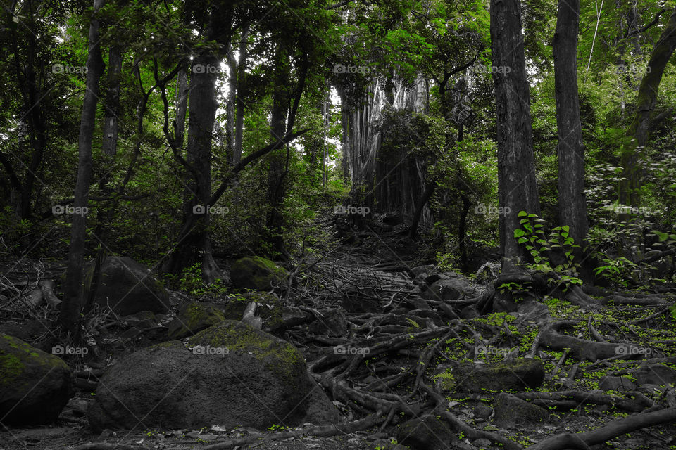 The Dark Forest on Oahu Hawaii