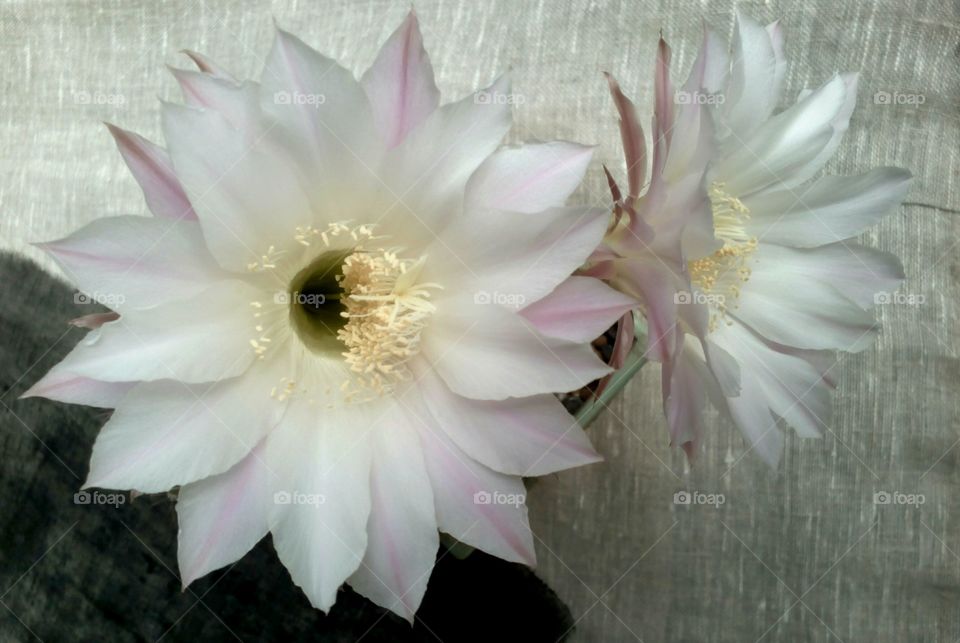 cactus flowers