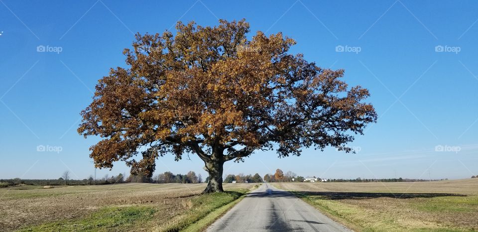 Oak In The Fall