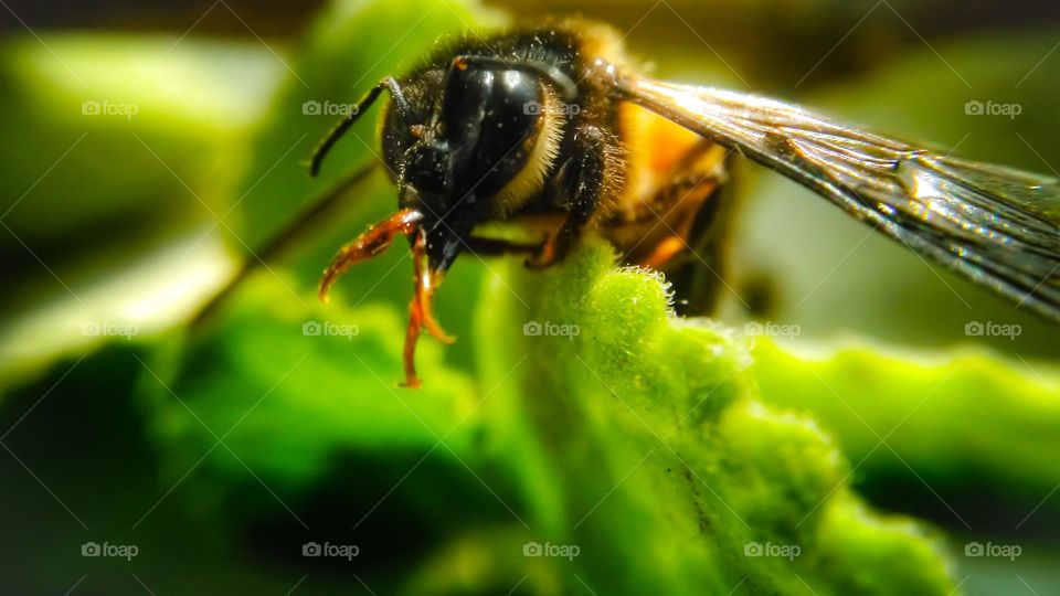 🐝 bee