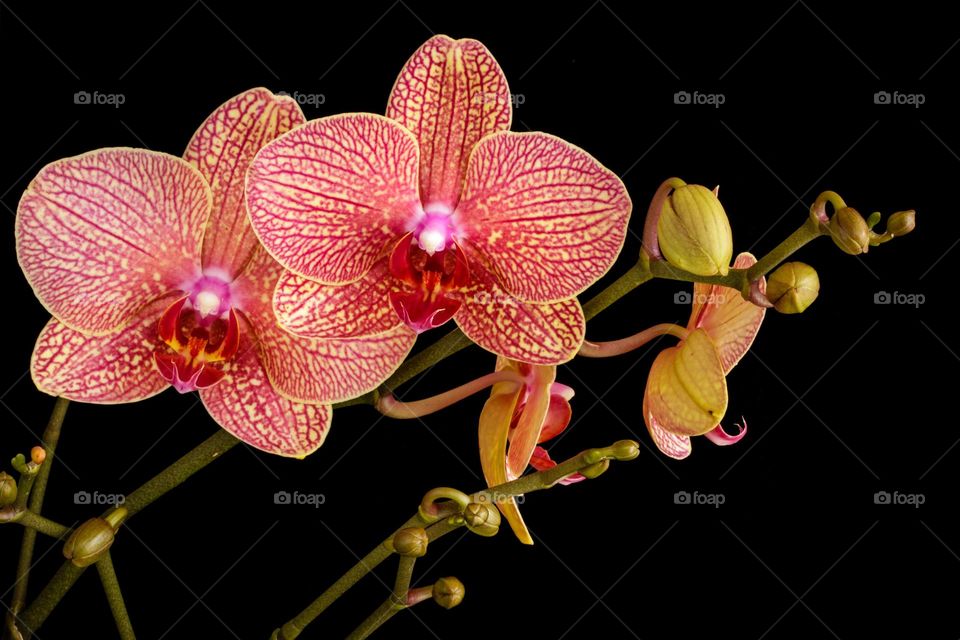 Beautiful flowers in bloom