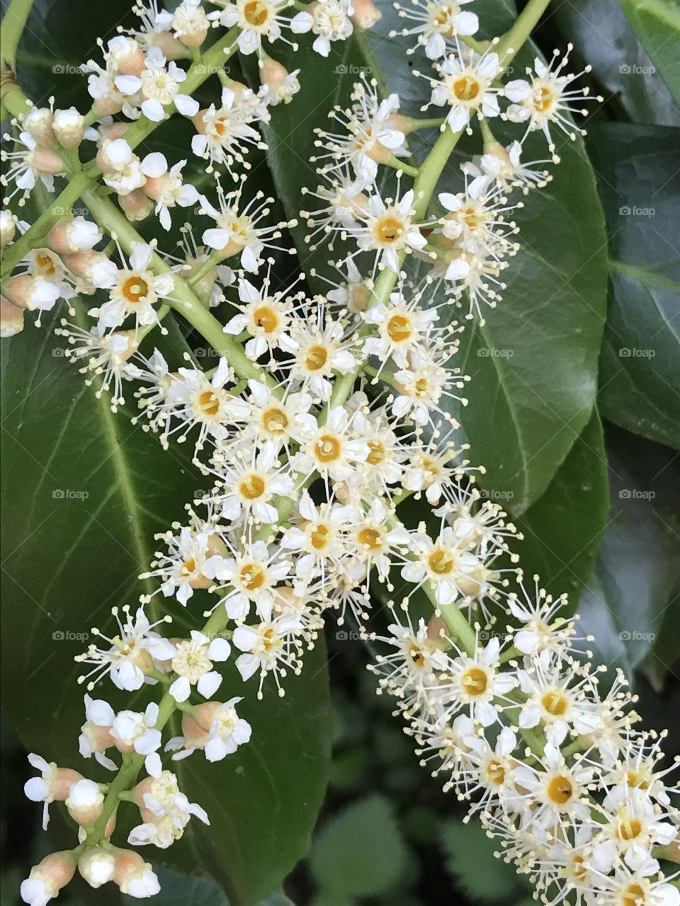 Laurel flowers