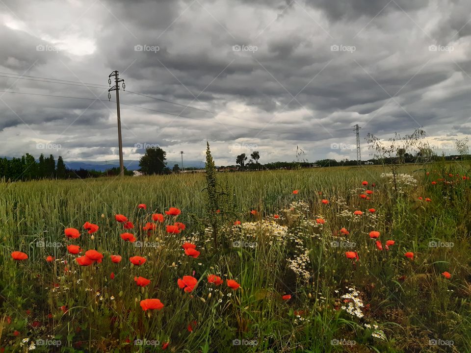country under a grey sky