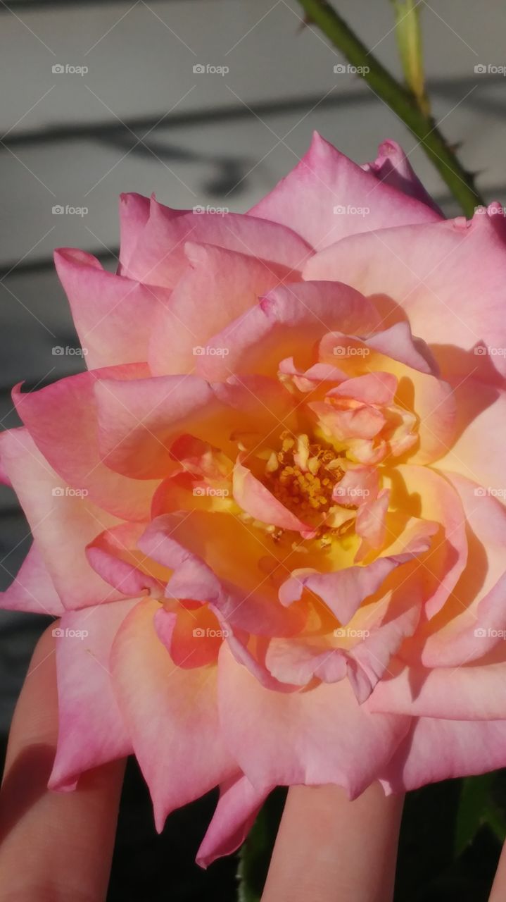 rose in full bloom