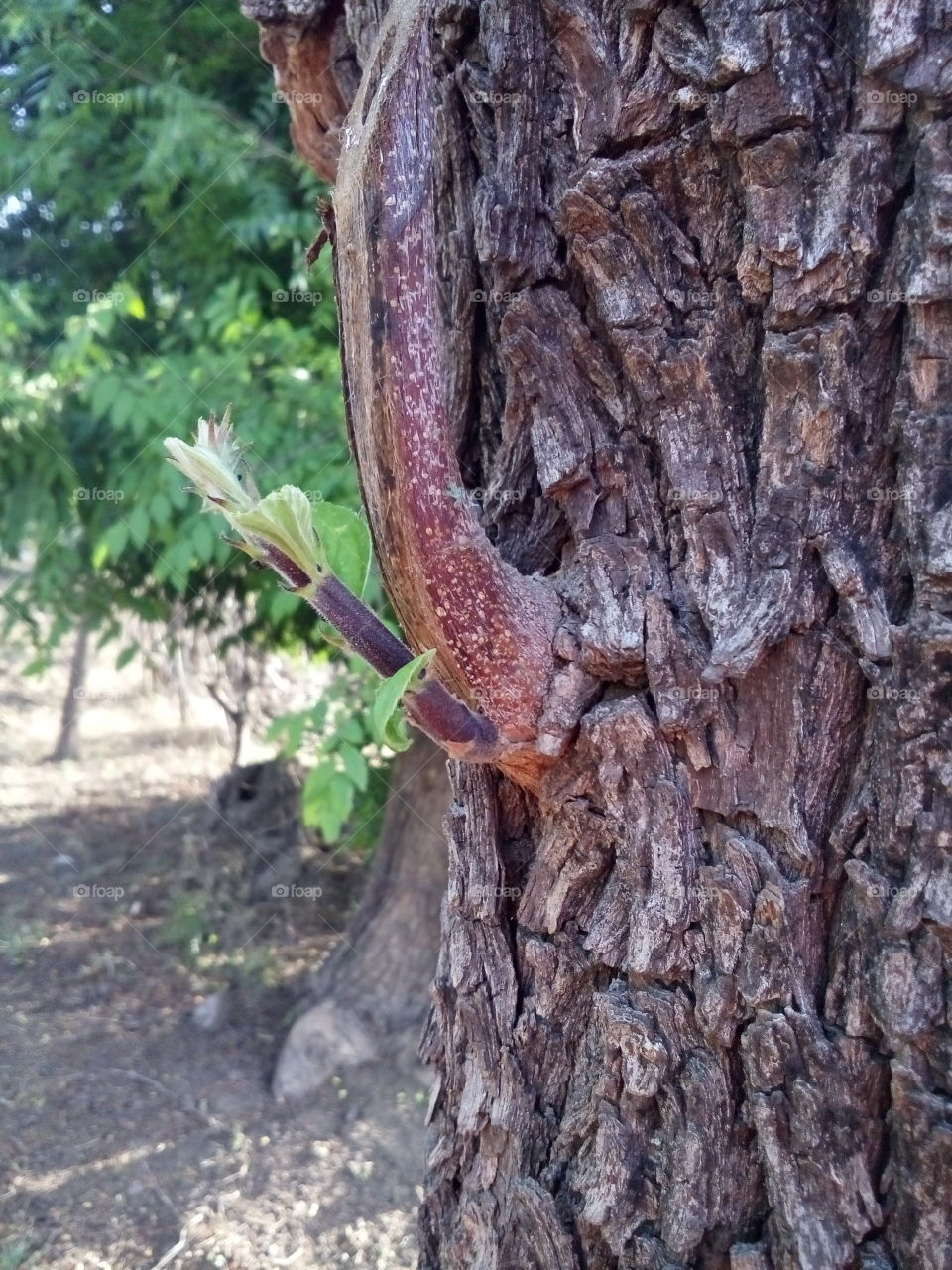 beginning of new branch in the tree.