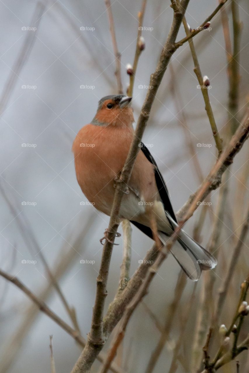 Common chaffinch