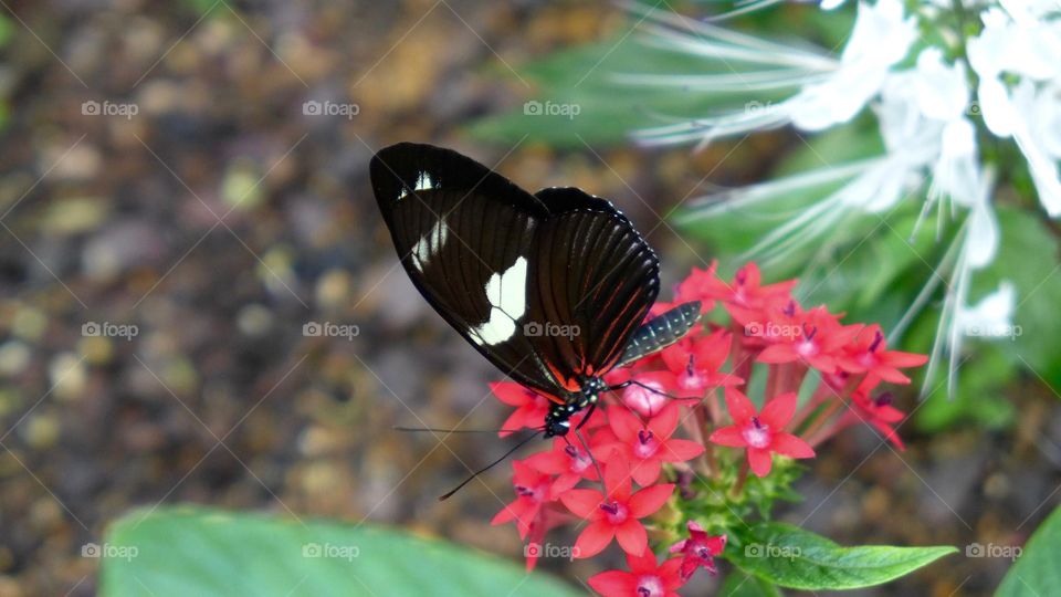 Red black wing butterfly 
