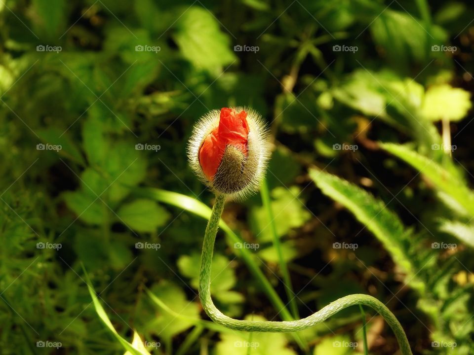 in garden