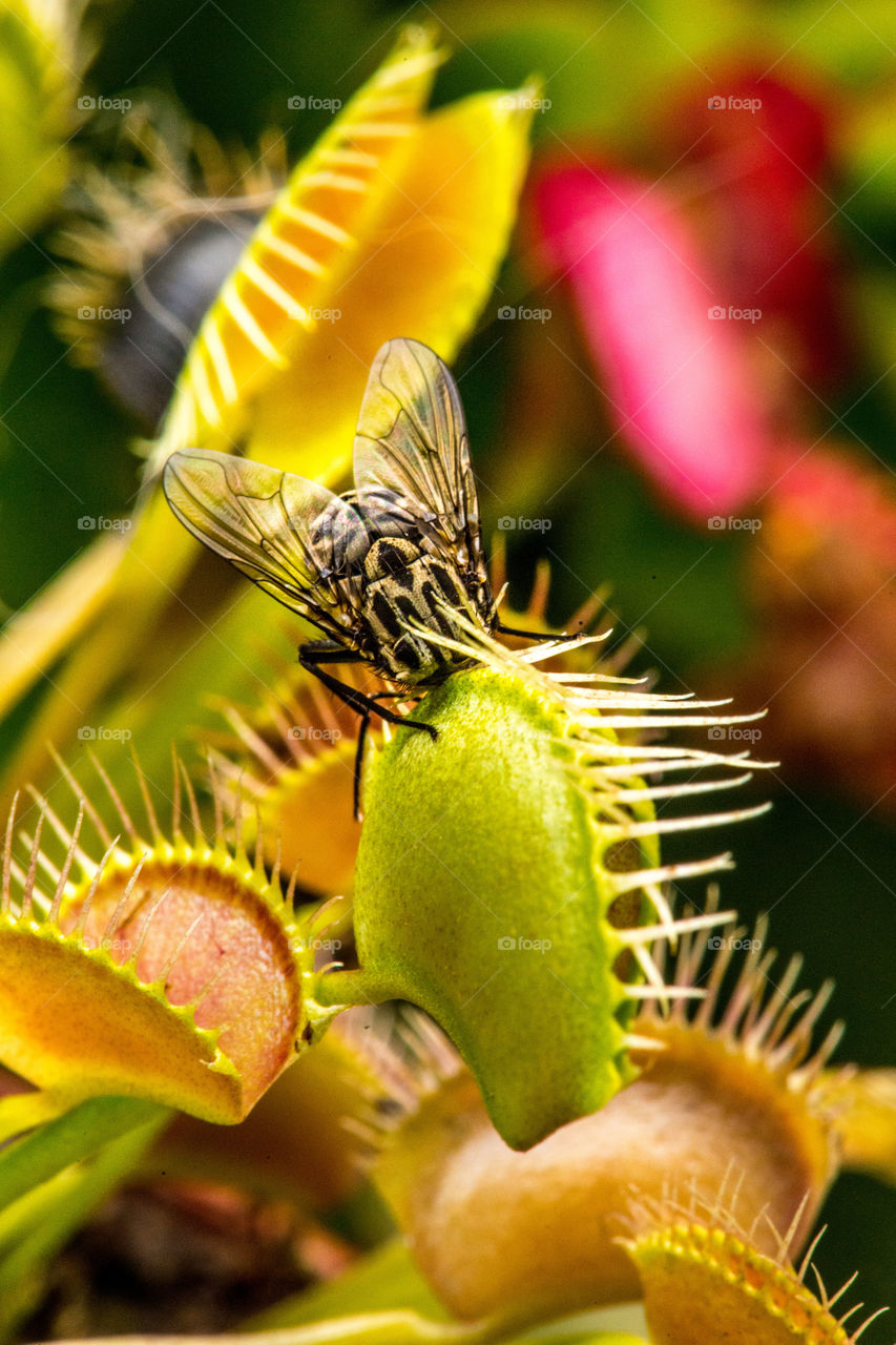 Close-up of venus flytrap dionaea