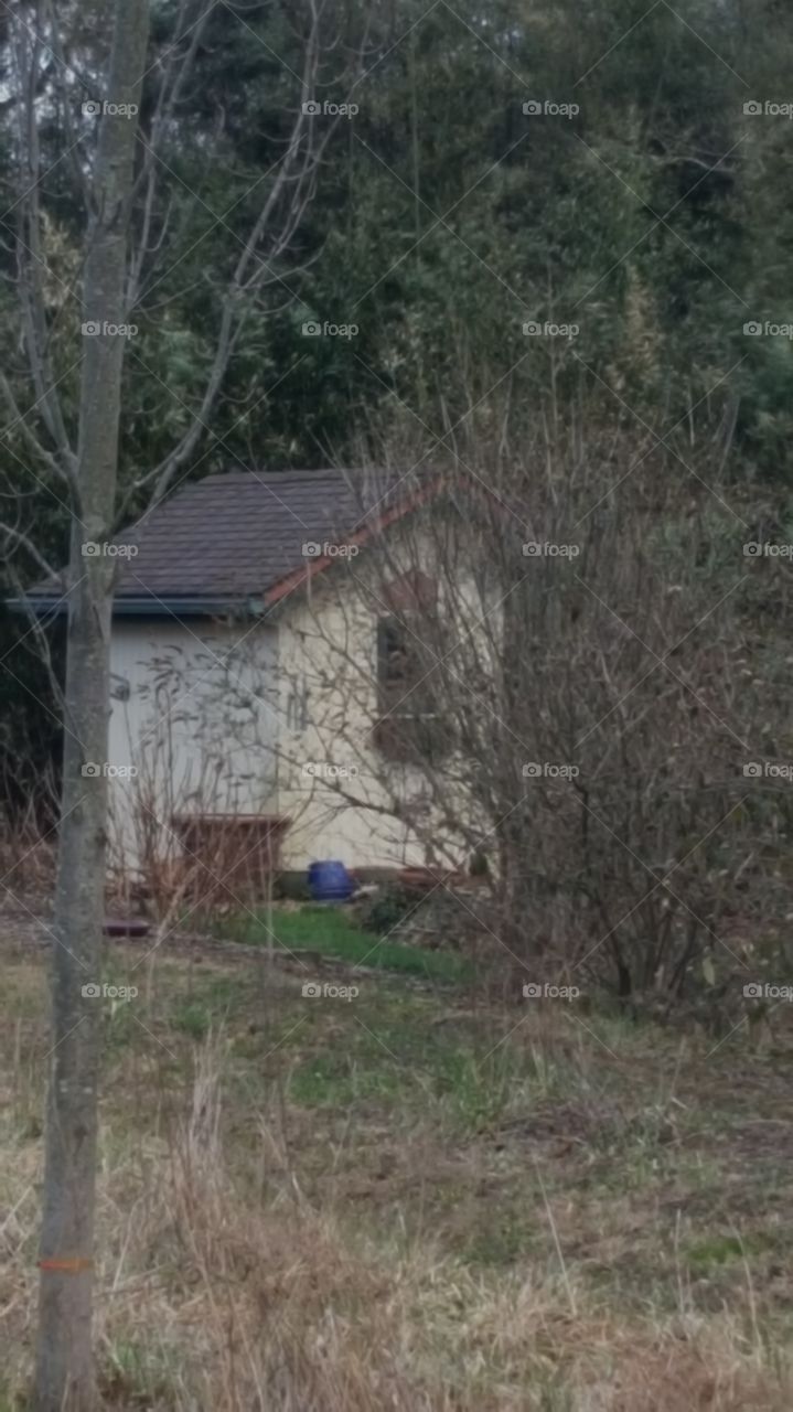 little house in the woods