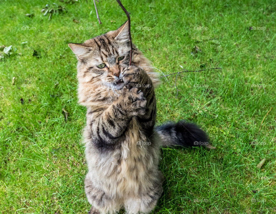 Long Haired Tabby Cat Standing On Two Paws Attacking A Wooden Branch