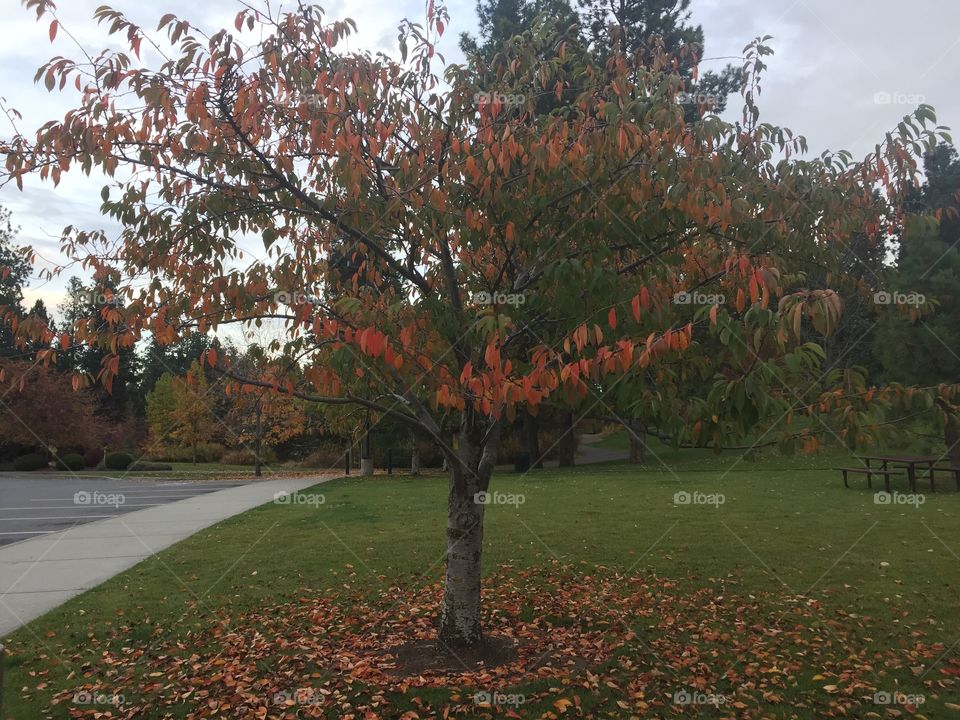 Tree in the park in fall. A tree in the park during the fall season