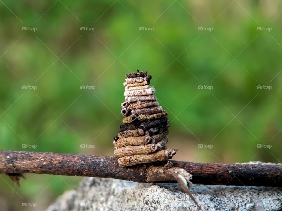 wood shell caterpillar