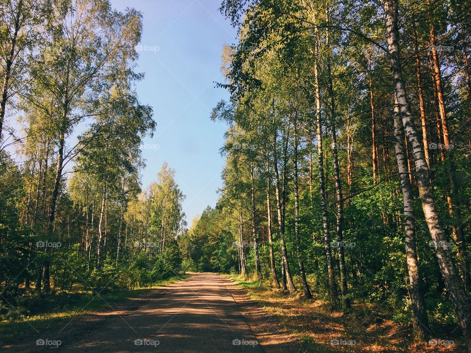 Road in forest 