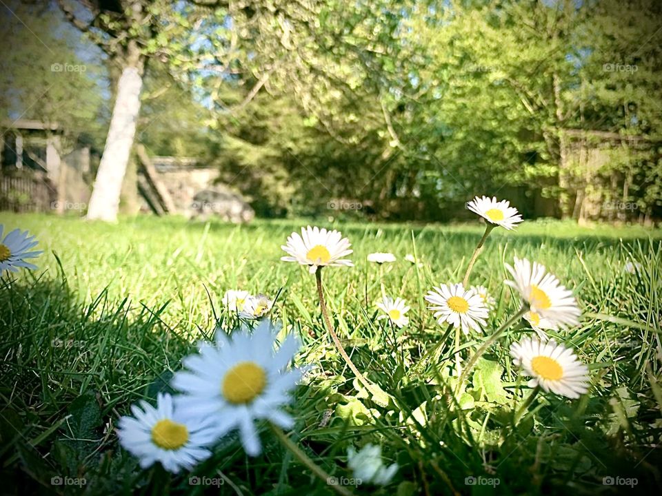 Flower in sun