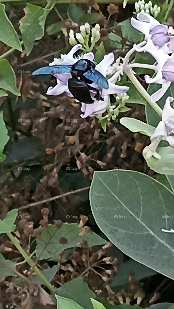 today I will take full nectar to my home no one will have it.