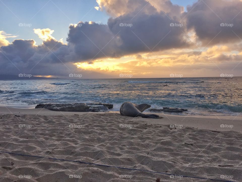 Seal at a beautiful beach. Just sitting for a long time watching a seal in the sunset at a beach in Maui, Hawaii... 😍