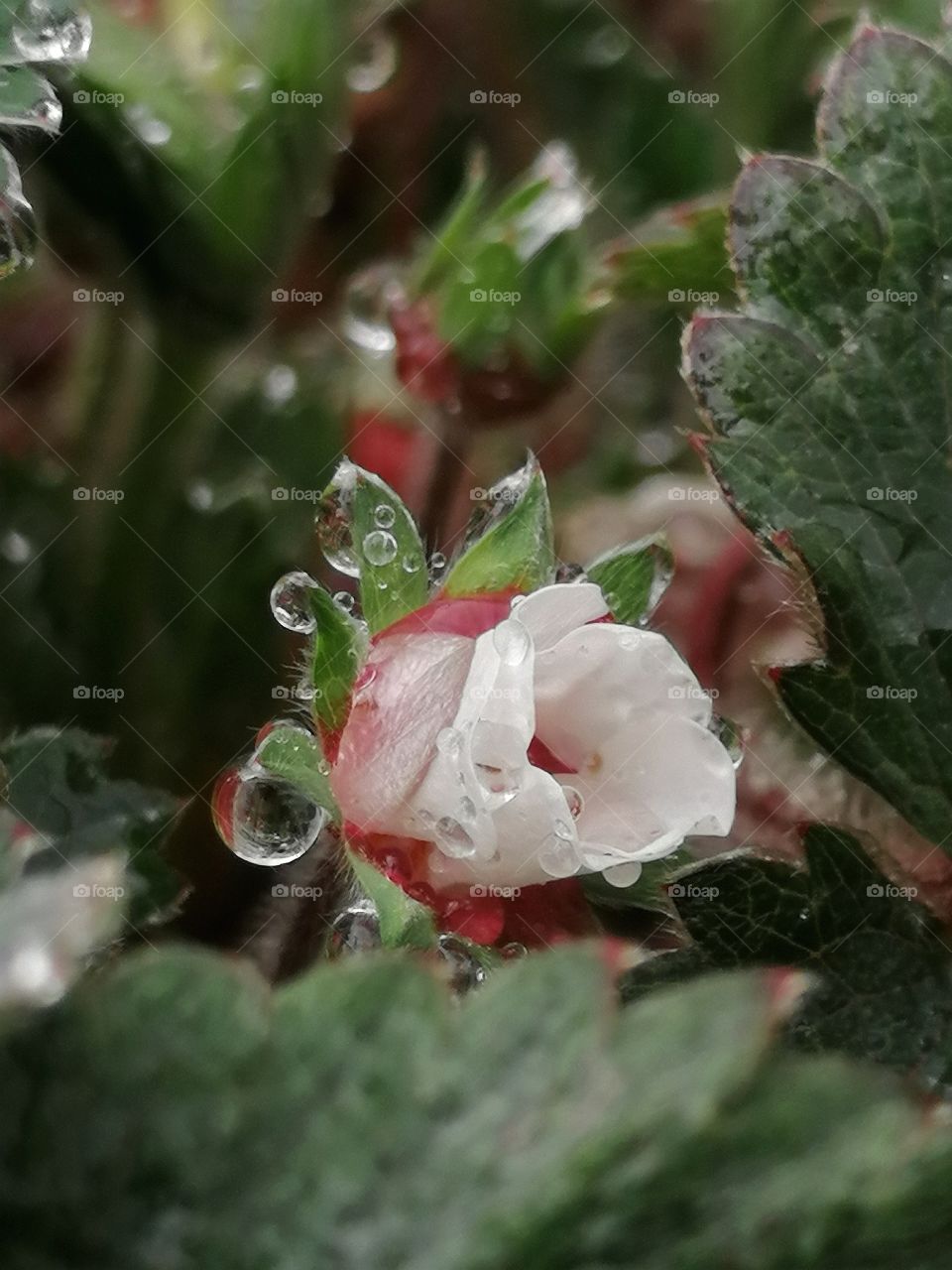 Rain drops on wild strawberry flower