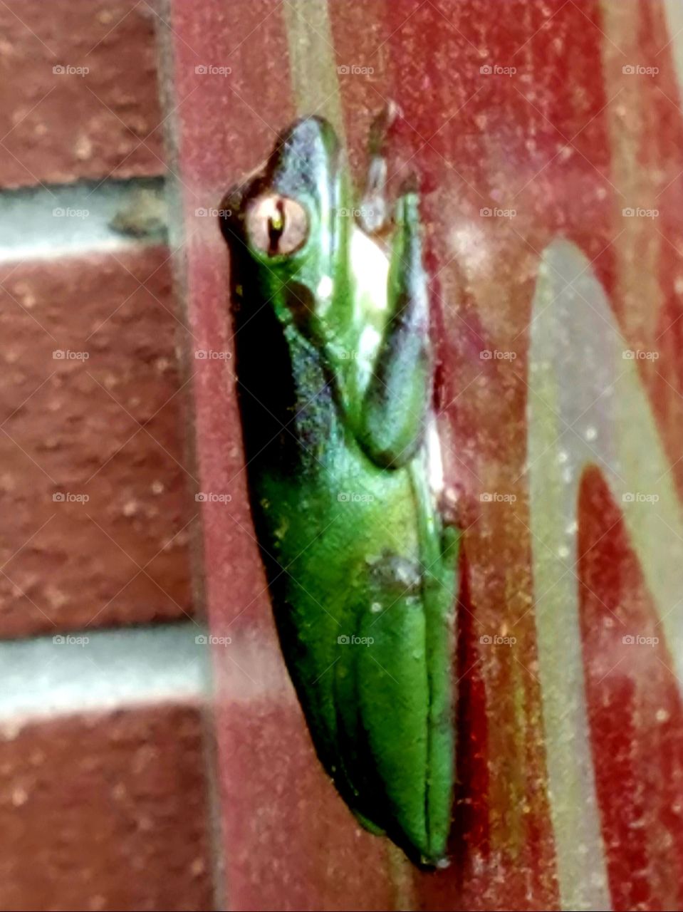 Frog