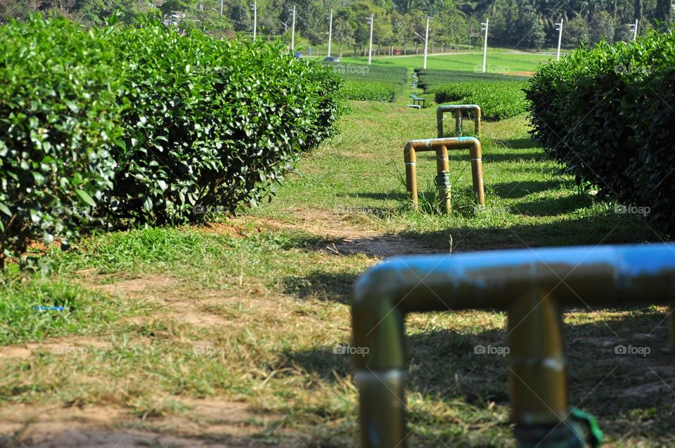 Garden, Nature, No Person, Agriculture, Grass