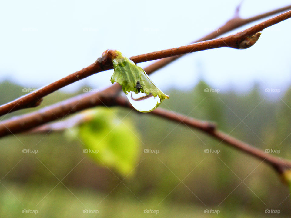 A drop of dew on a young leaf in spring