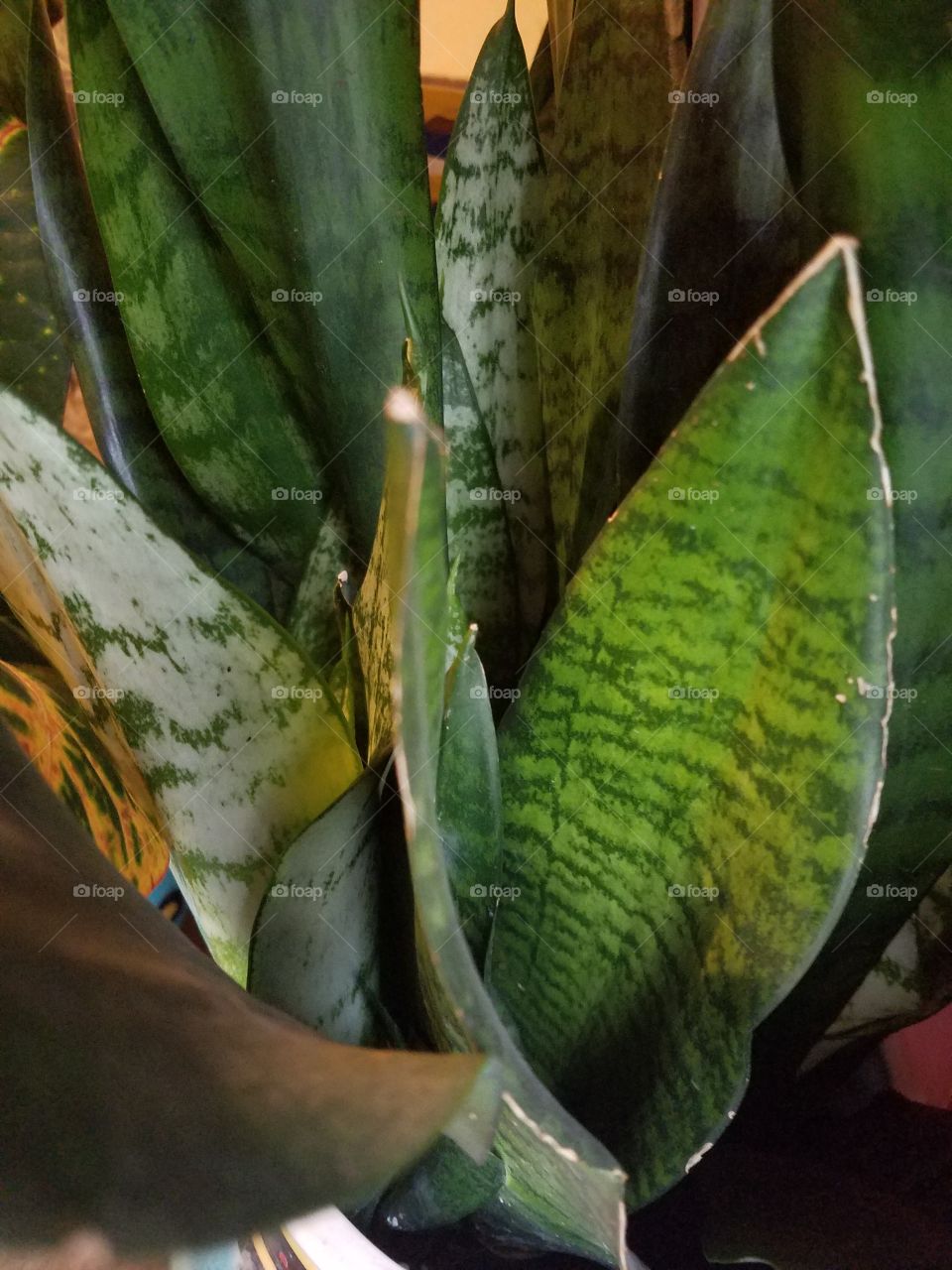 floral snake plant