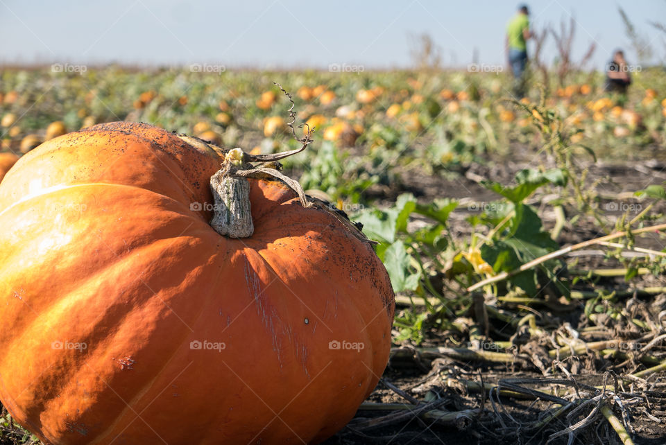 orange