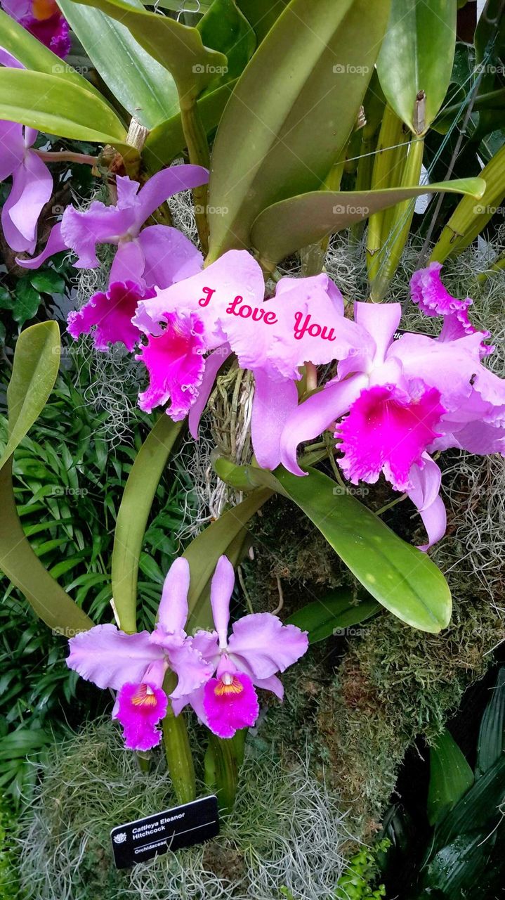 I love you orchids