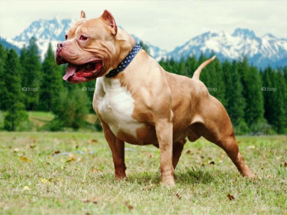 awesome american bully