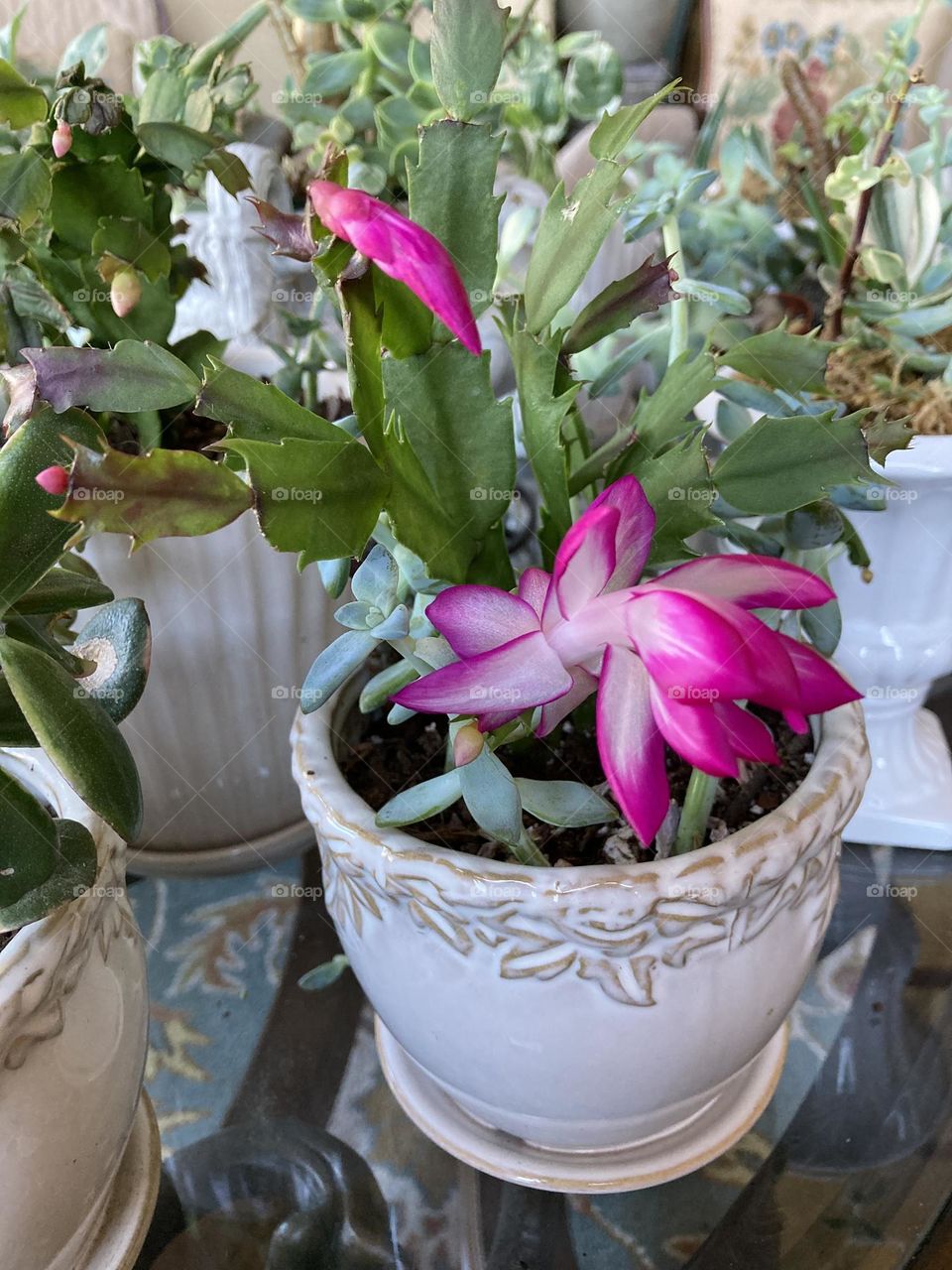 It’s fun to grow beautiful houseplants like this pink flowering Christmas cactus!
