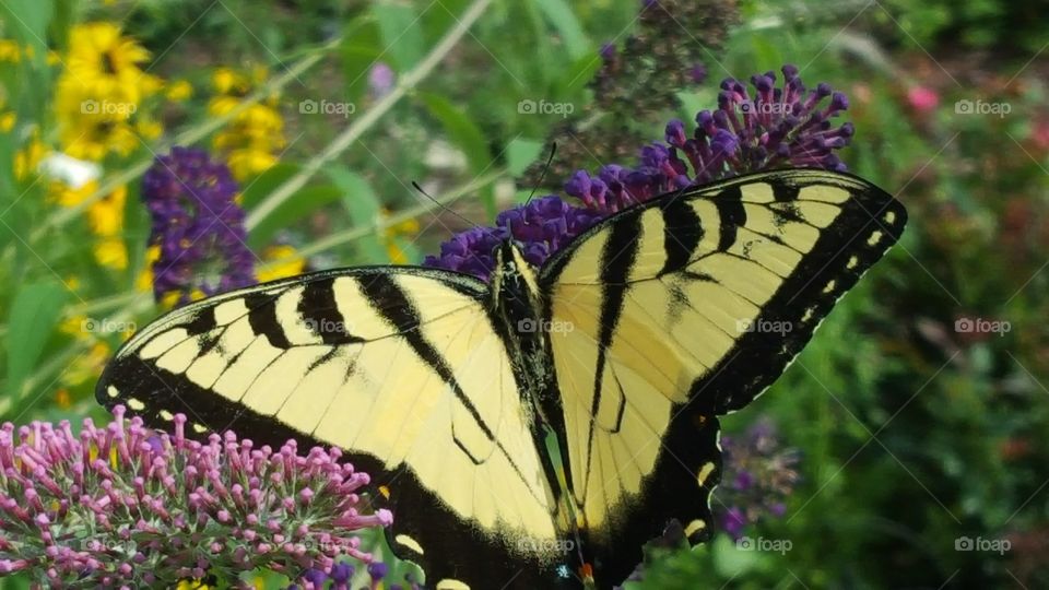 butterfly having lunch
