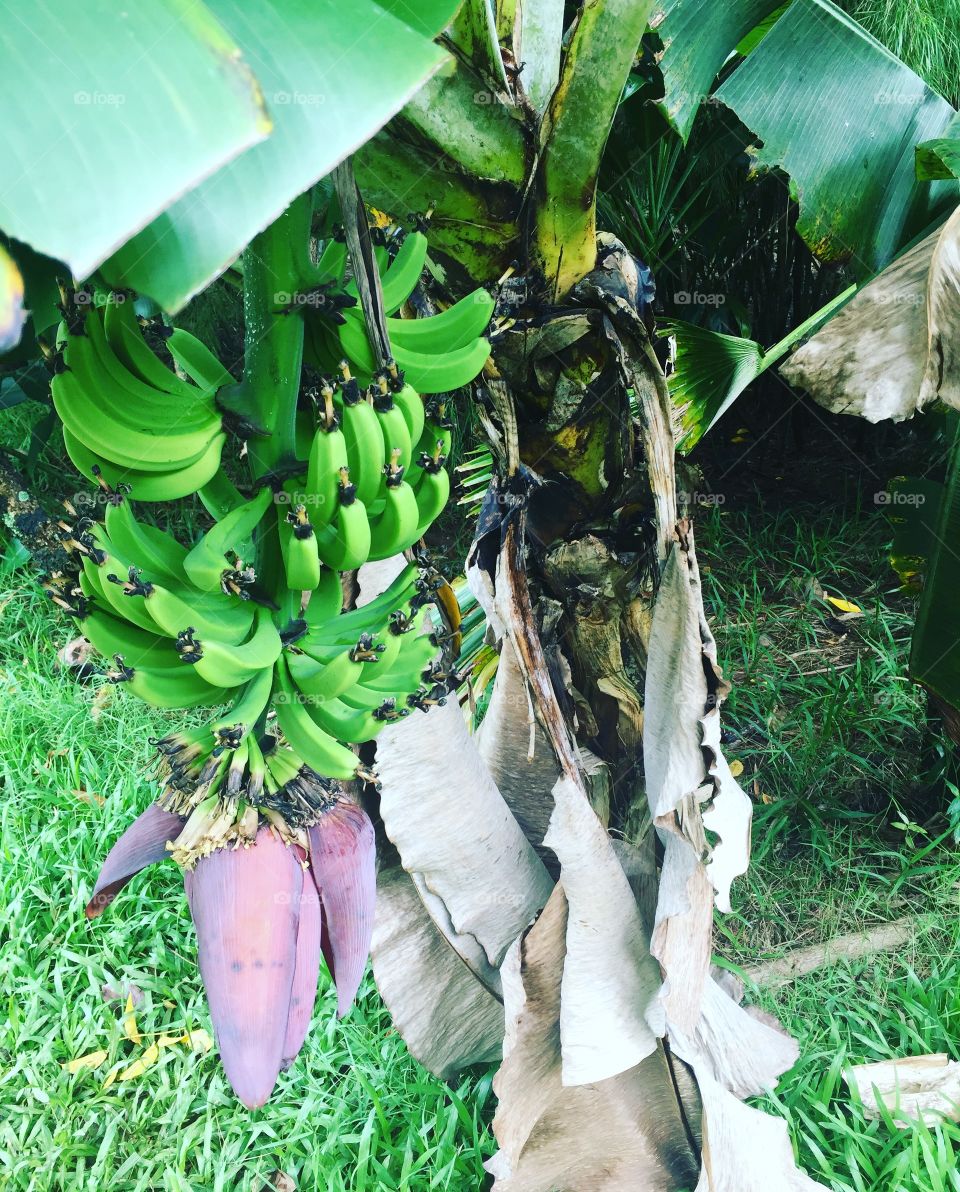 Island bananas, Maui