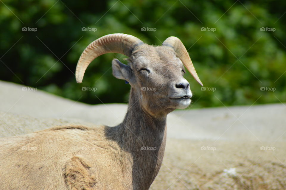 Smiling goat on a sunny day