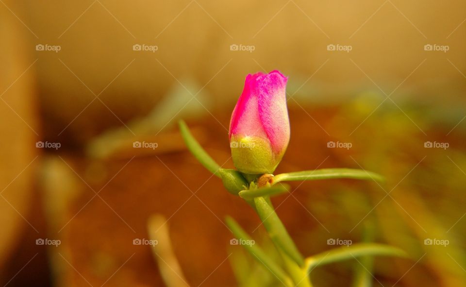 CUTE TABLE ROSE BUD
