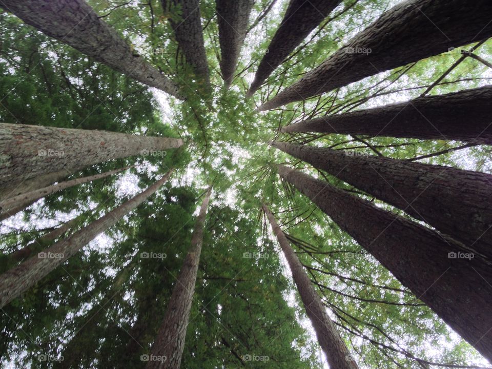 Redwood Forest . Taken on vacation in Northern California. 