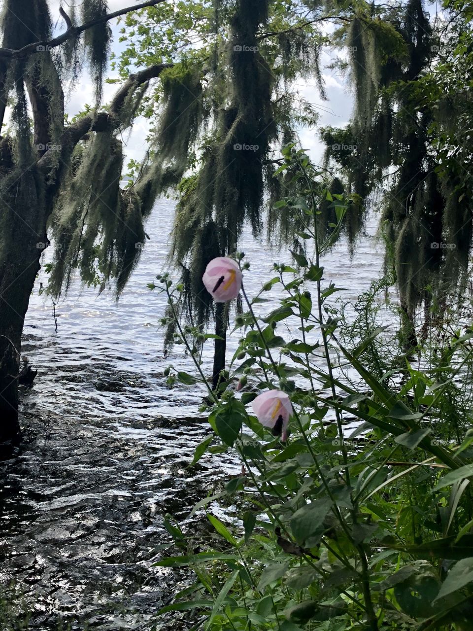 Pink flower on lake shore