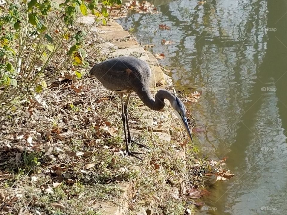 Bird at the Fort Worth botanical gardens