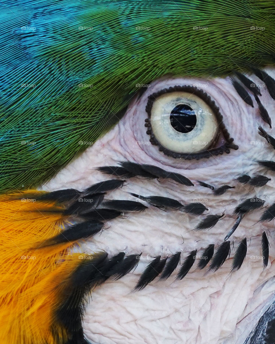 Blue and yellow macaw eye and surrounding markings close up