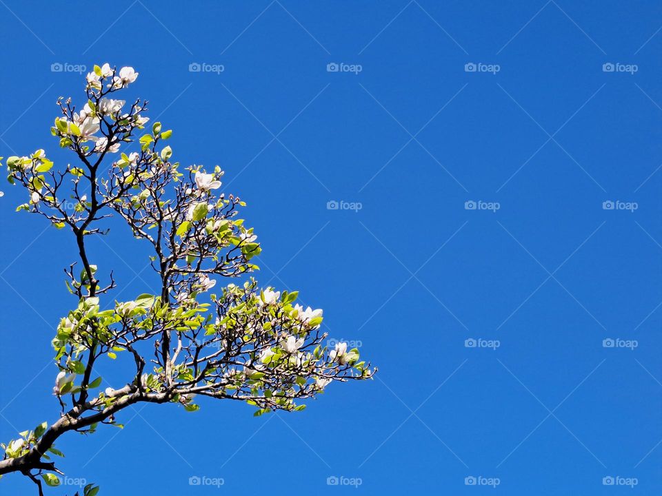 Naturaleza triangular