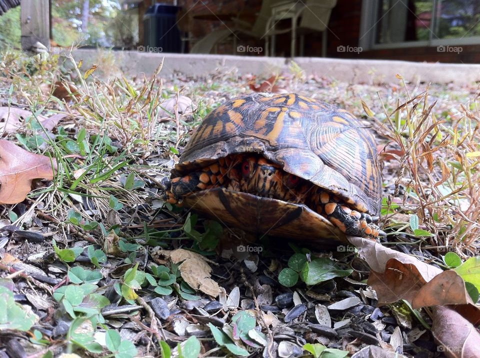Cute Box Turtle. A shy little box turtle in my backyard in Knoxville, TN. 