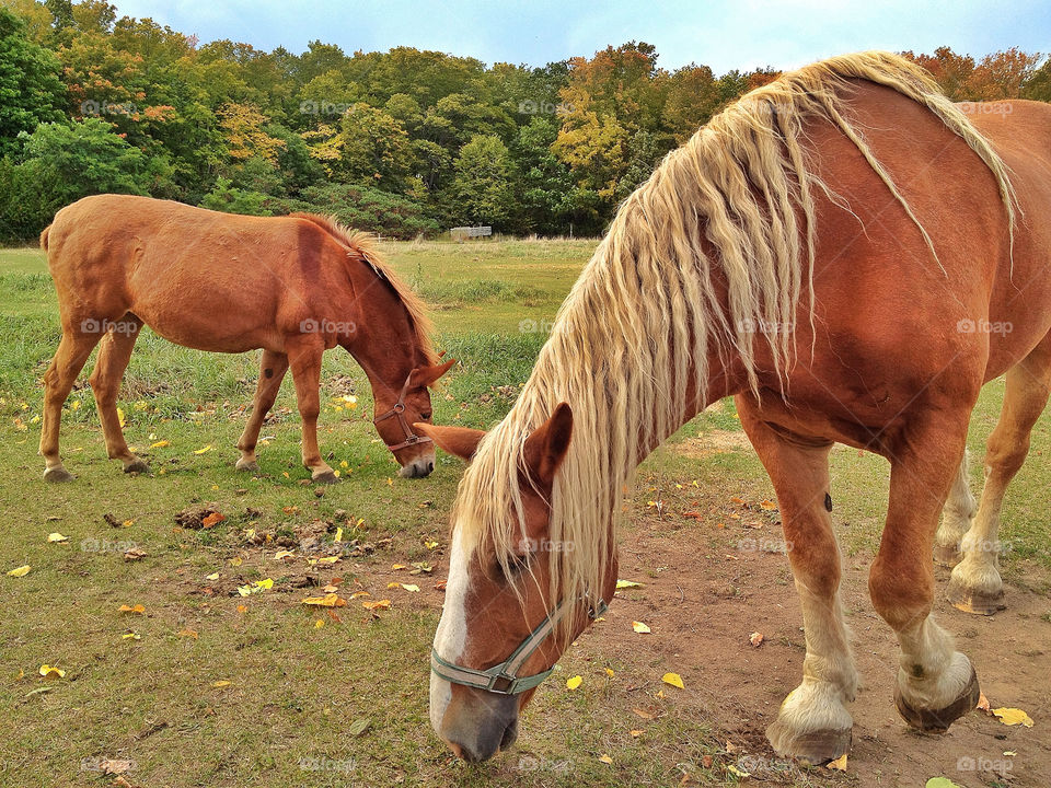 sky green field pretty by somebeach