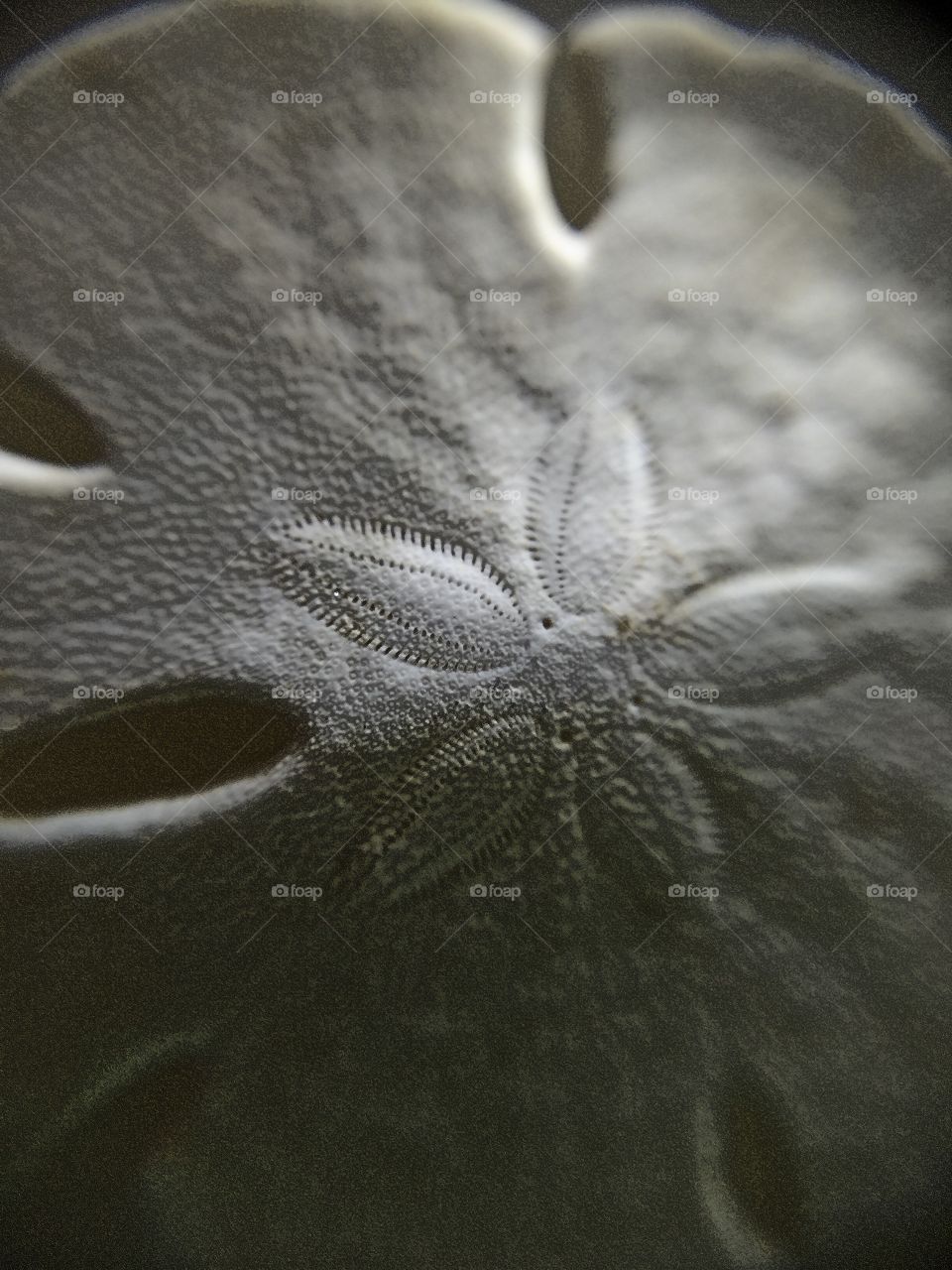 Sand dollar close up