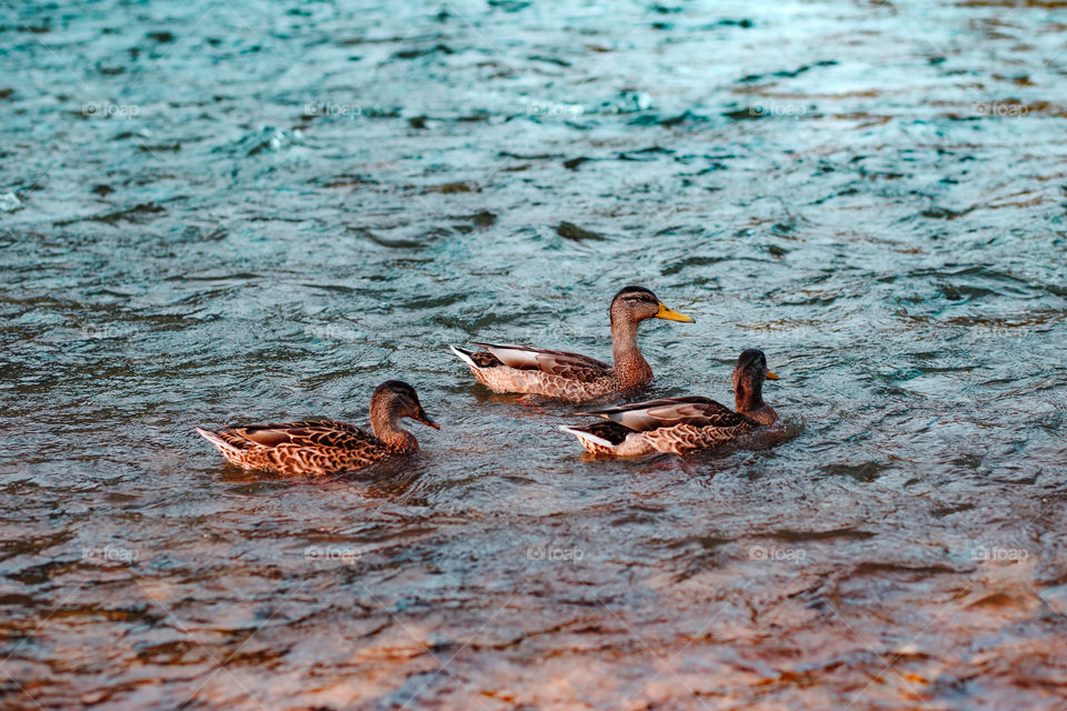 Closeup of three brown ducks sitting on the rippled surface of water