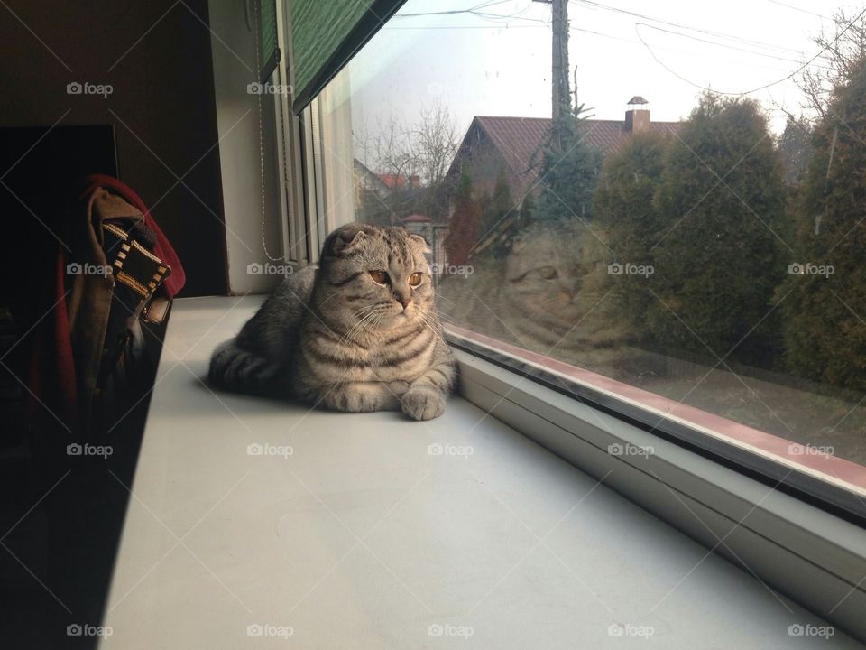 Cat, Indoors, Light, Room, Window