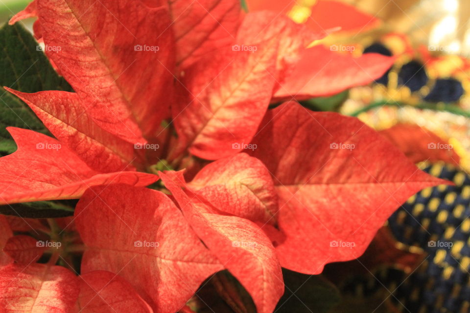 Closeup of a Poinsettia with red and white variegated leaves. Its Christmas time!