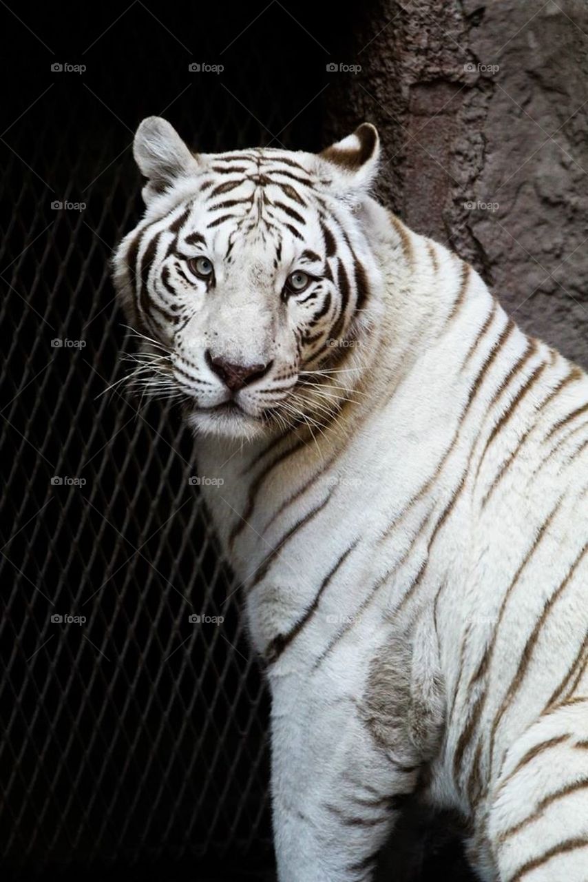 White tiger